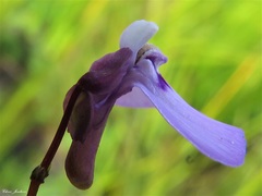 Utricularia uniflora