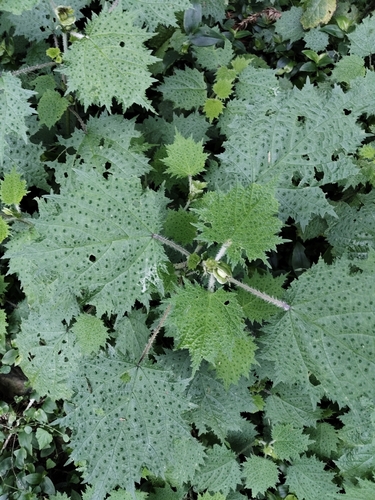 Japanese Nettle