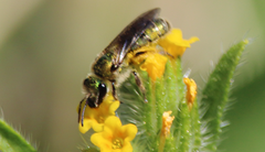 Caenohalictus