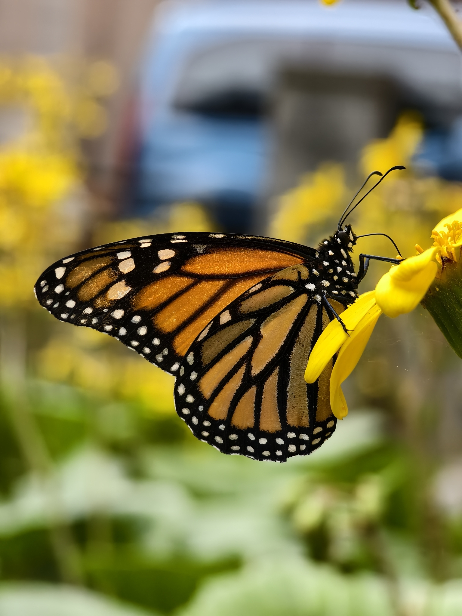 Mariposa monarca