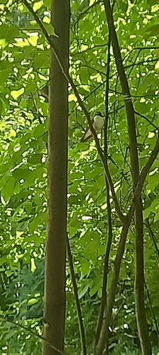 European Pied Flycatcher