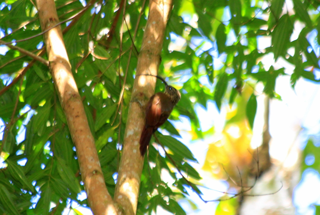 Black-Billed Scythebill