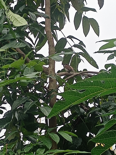 House Sparrow