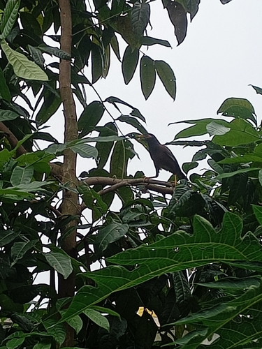 Common Myna