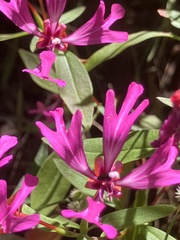 author not stated, no rights reserved Clarkia concinna, photograph author not stated, no rights reserved