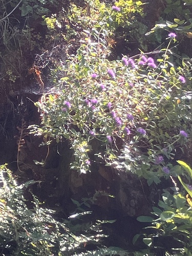 Clarkia concinna, photograph 3