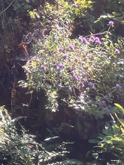 author not stated, no rights reserved Clarkia concinna, photograph author not stated, no rights reserved