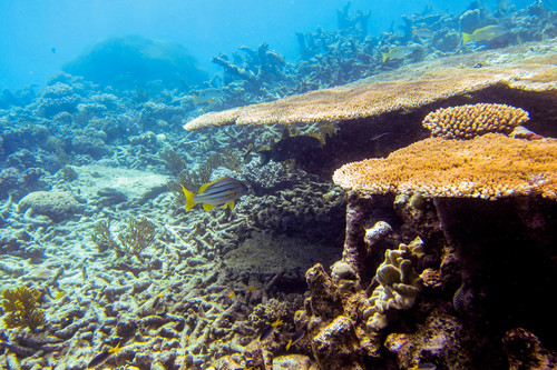 Lutjanus carponotatus