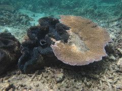 Tridacna gigas