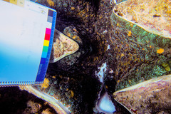 Tridacna gigas