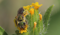 Caenohalictus