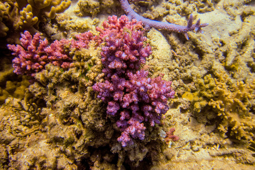 Acropora loripes