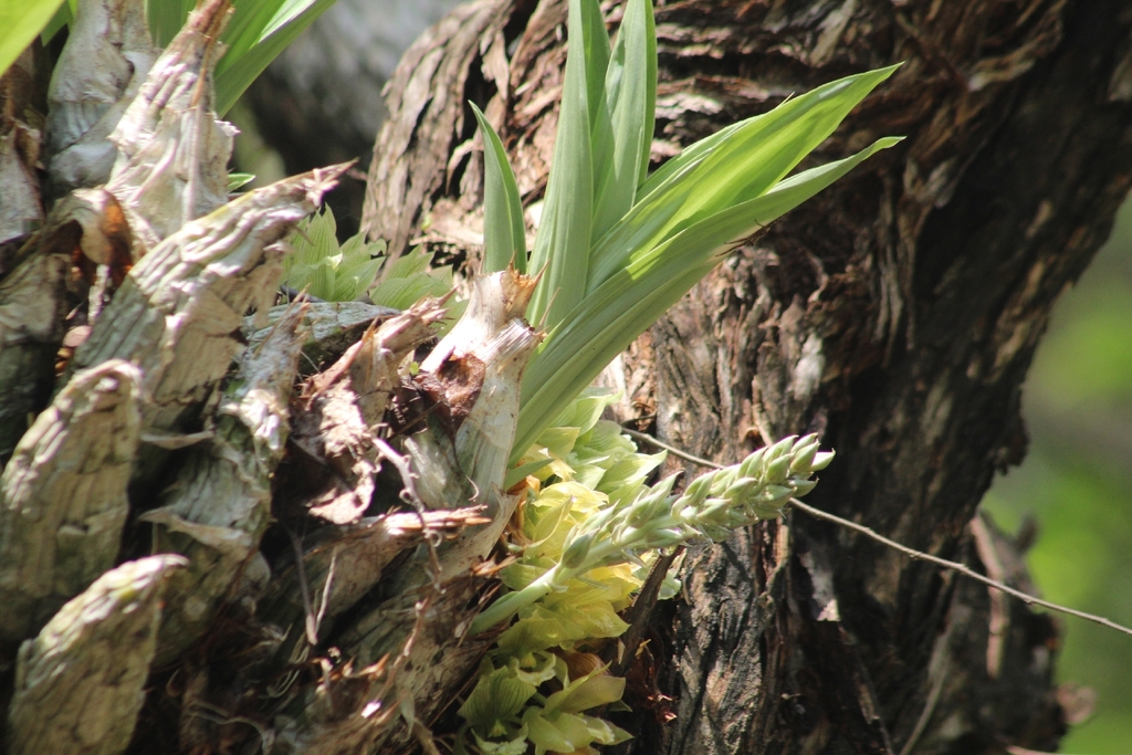 Clowesia dodsoniana; photograph author not stated, no rights reserved