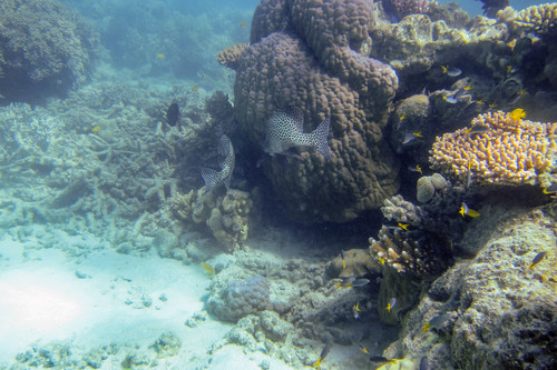 Plectorhinchus chaetodonoides