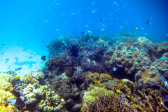 Acanthochromis polyacanthus