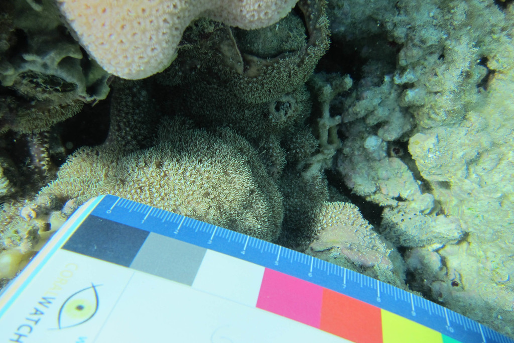 Briareum stechei