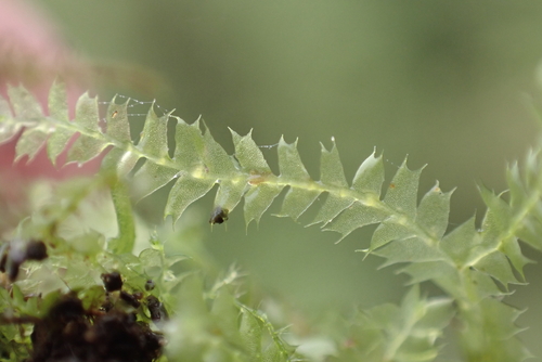 Lophocolea bicuspidata observed 2026-06-04