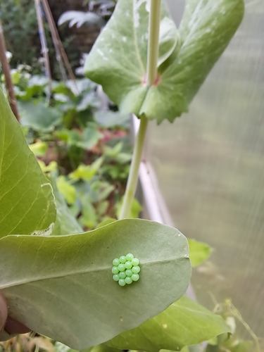 Green Shield Bug