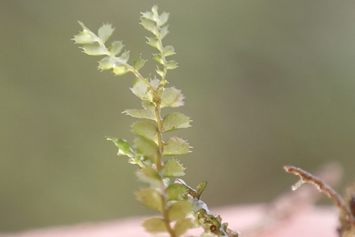 Plagiochila deflexa observed 2026-06-04