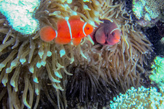 Amphiprion biaculeatus