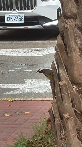 Light-vented Bulbul