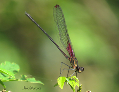 Hetaerina rosea