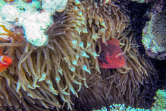 Amphiprion biaculeatus