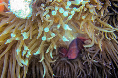 Amphiprion biaculeatus