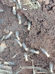 Termitinae