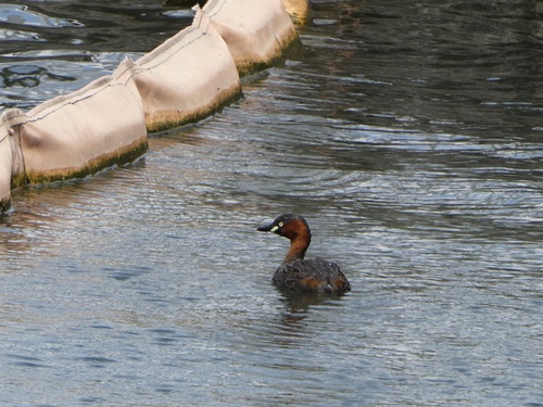 iNaturalist: (c) fz_urb, some rights reserved (CC BY-NC) iNaturalist image