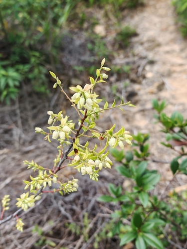 Sea bilberry (Vaccinium bracteatum)