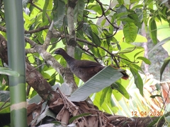 Ortalis squamata
