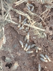 Termitinae
