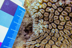 Galaxea fascicularis