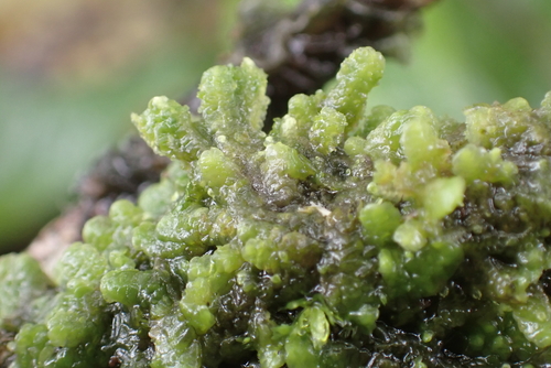 Radula acutangula, 2026-06-04