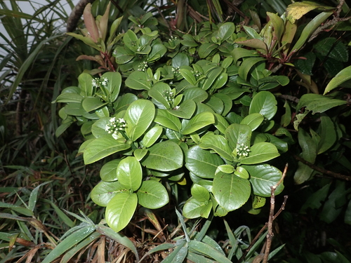 Psychotria fauriei observed 2026-06-04