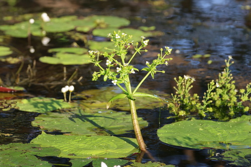 Albidella oligococca observed 2026-06-06