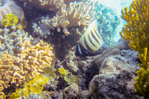Pomacanthus sexstriatus