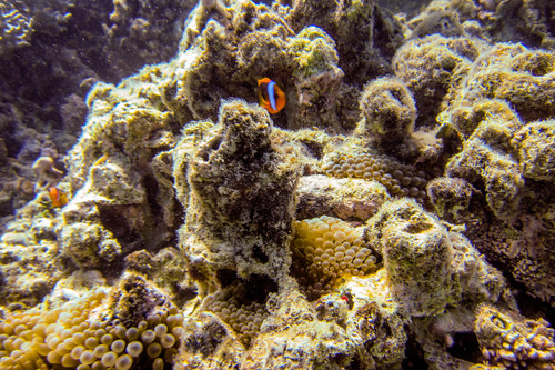 Amphiprion melanopus