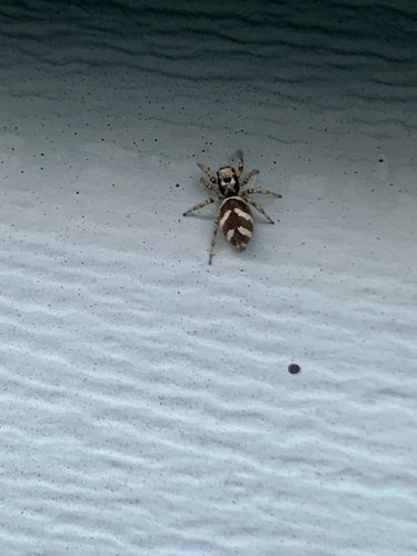 Zebra Jumping Spider