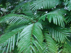 Pentaclethra macroloba