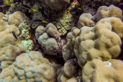 Neopomacentrus azysron