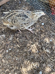 Coturnix