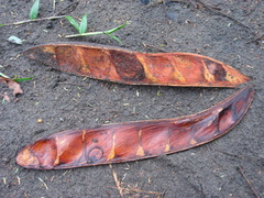 Pentaclethra macroloba