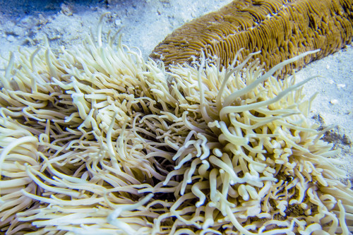 Radianthus crispa