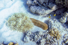 Heteractis crispa