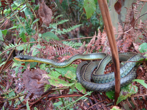 Photo of a Two-headed Sipo (Chironius bicarinatus)