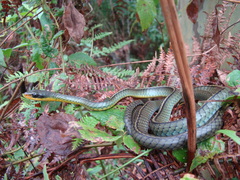 Chironius bicarinatus