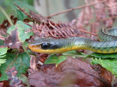 Chironius bicarinatus