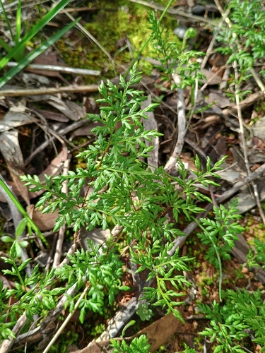 Rock Fern